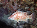 Underwater Ocean and seas picture from Dayo Scuba, Winter Park, Orlando, Florida